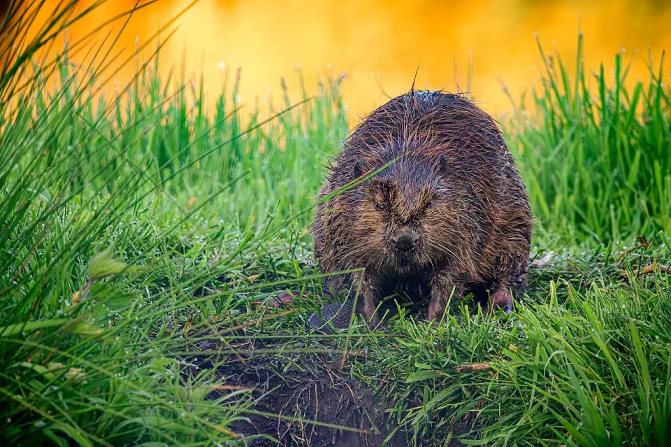 Bever på land ved vannkanten, kraftig kropp og mørk, våt pels.
